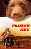 Рыжий пес